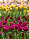 Variety of stunning tulips in vibrant colours, photographed at Wisley garden, Surrey, UK, in spring. Royalty Free Stock Photo