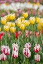 Variety of stunning tulips in vibrant colours, photographed at Wisley garden, Surrey, UK, in spring. Royalty Free Stock Photo