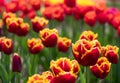 Variety of stunning tulips in vibrant colours, photographed at Wisley garden, Surrey, UK, in spring.