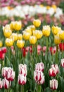 Variety of stunning tulips in vibrant colours, photographed at Wisley garden, Surrey, UK, in spring. Royalty Free Stock Photo