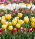 Variety of stunning tulips in vibrant colours, photographed at Wisley garden, Surrey, UK, in spring. Royalty Free Stock Photo