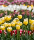 Variety of stunning tulips in vibrant colours, photographed at Wisley garden, Surrey, UK, in spring. Royalty Free Stock Photo