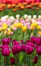 Variety of stunning tulips in vibrant colours, photographed at Wisley garden, Surrey, UK, in spring. Royalty Free Stock Photo