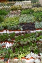 Variety of succulents and catcus