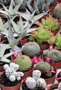 Variety of succulents and catcus in bloom