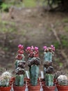 Variety of succulents and catcus in bloom