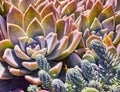 Variety of succulents in a drought-tolerant environment