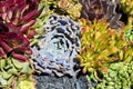 Variety of succulents in a drought-tolerant environment