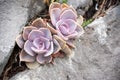 Variety of succulents growing between volcanic stones