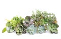 Variety of succulents