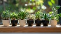 Variety of succulents in pots on sunlit windowsill Royalty Free Stock Photo