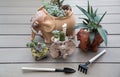 variety of succulents transplanted into beautiful elephant-shaped ceramic clay pots
