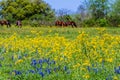 A Variety of Texas Wildflowers in a Field with Brown Horses. Royalty Free Stock Photo