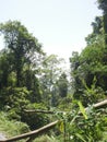 a variety of Treen in indonesian forest