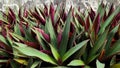 The variety of tricolor pineapple shells has beautiful leaves in combination of purple, green, and white.