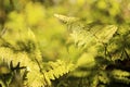 Variety of tropical green ferns background / Green leaves fern tropical rainforest Royalty Free Stock Photo