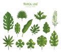 Variety of tropical leaves set