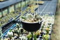 Variety types of cactus in the farm with selective focus