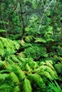 Variety of vibrant trees and plants growing in undisturbed nature in Hawaii, USA. Beautiful broad leaf patterns in a