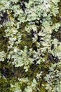 Variety of wet lichen and moss background