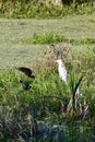 Variety of wetland birds wadding in lush green marsh Royalty Free Stock Photo