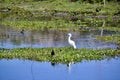 Variety of wild birds foraging in wetland Royalty Free Stock Photo