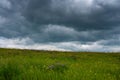 Variety of wild flowers on the beautiful vibrant Carpathian meadow in Transylvania Royalty Free Stock Photo