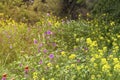 Wildflowers grow on a mountain meadow close-up Royalty Free Stock Photo
