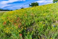 A Variety of Yellow and Orange Texas Wildflowers on the Side of