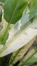 varigata lily leaves with beautiful white and green leaf patterns Royalty Free Stock Photo
