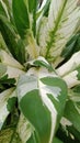 varigata lily leaves with beautiful white and green leaf patterns Royalty Free Stock Photo