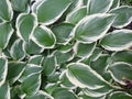 Varigated hostas