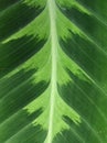 Varigated leaf on Calathea zebrina zebra plant Royalty Free Stock Photo