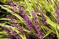 Varigated Liriope Spicata Flowers