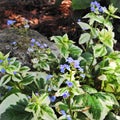 Varigated JackFrost plant with blue forget-me-not flowers Royalty Free Stock Photo