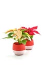 Varigated and Red Pointsettias Portrait Royalty Free Stock Photo