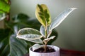 Varigated Rubber Tree Ficus Elastica Variegata sits in a white pot on a desk Royalty Free Stock Photo