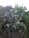 A variegated agave growing up in an anarchic way Royalty Free Stock Photo