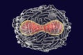 Variola virus illustration