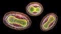 Variola virus, a virus from Orthopoxviridae family that causes smallpox