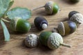 Various acorns on a cedr plank as a background decoration for the holiday