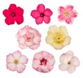 Various adenium flower colors on white background