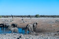 Various African Land Mammals Near a waterhole in Etosha Royalty Free Stock Photo