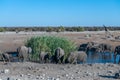 Various African Land Mammals Near a waterhole in Etosha Royalty Free Stock Photo