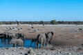 Various African Land Mammals Near a waterhole in Etosha Royalty Free Stock Photo