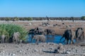 Various African Land Mammals Near a waterhole in Etosha Royalty Free Stock Photo