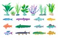 Various Algae and Marine Creatures Illustration
