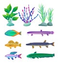 Various Algae and Marine Creatures Illustration