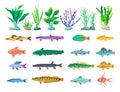 Various Algae and Marine Creatures Illustration