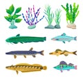 Various Algae and Marine Creatures Illustration